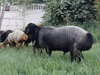 Ram, Sheep — photo 4