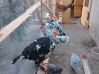 gallina danesa — foto 6