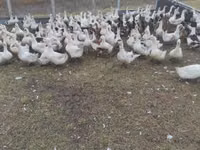 Geese — Foto 1