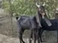 Ямаа, Kamori goats — 6 зураг