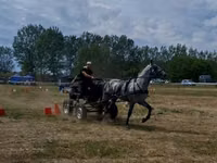 Адуу, Lipizzaner — 3 зураг
