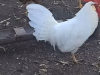 Leghorn — photo 1