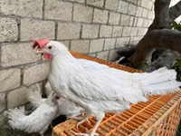 लेघोर्न — फ़ोटो 2