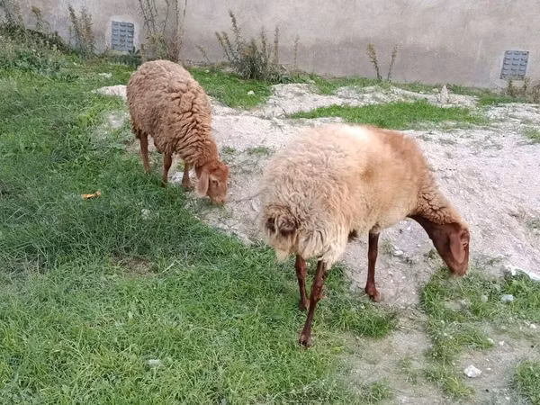 Хонь, Хонь