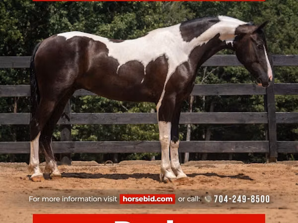 公马, Friesian