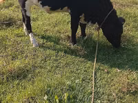 بقرة, Russian Black pied cattle — الصورة 5