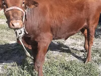 公牛, Cattle — 照片 1