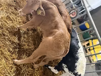 牛只（批次，未指定性别）, Cattle — 照片 1