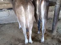 公牛, Swiss cattle — 照片 2