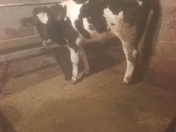 母牛, Russian Black pied cattle