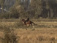 Азаргагүй морь, French Trotter — 4 зураг