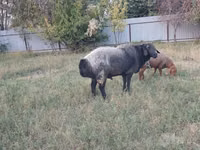 Ram, Sheep — photo 2