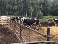 Kuh, Holstein-Rasse — Foto 2