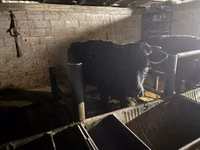 Vaca, Ganado vacuno — foto 5