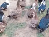 Ducks — फ़ोटो 4