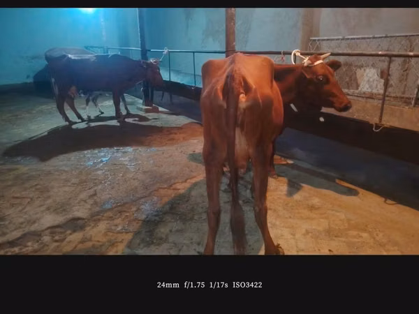 Үнээ, Үхэр мал