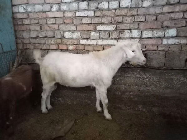 बकरा, बकरियाँ