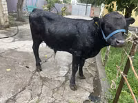 सांड, हेरफोर्ड — फ़ोटो 2