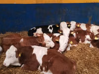 Bull, Simmental cattle — photo 1
