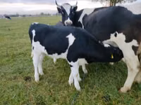 Cattle (batch, sex not specified), Russian Black pied cattle — photo 2