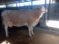 Cow, Simmental cattle — photo 1