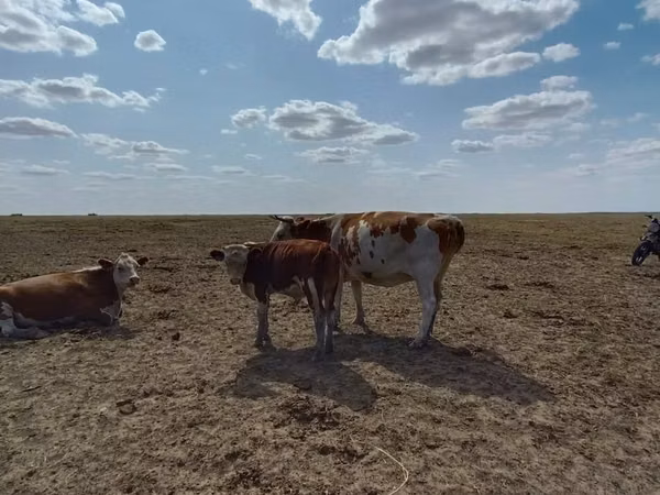 Cattle (batch, sex not specified), Cattle