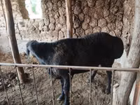 Widder, Arashan sheep — Foto 4