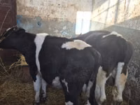 ثور, Russian Black pied cattle — الصورة 5