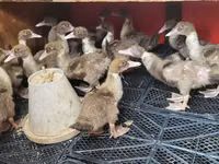 Ducks — Foto 1