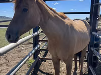 Hengst, Kazakh horse — Foto 2