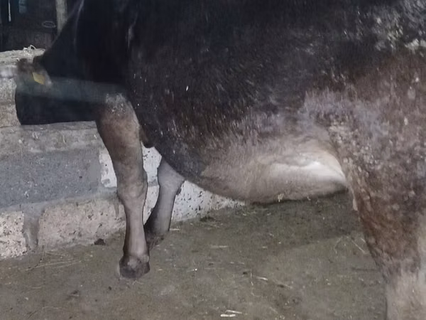 गाय, अलाताऊ नस्ल