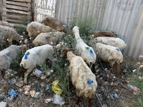 Carnero, Ovejas