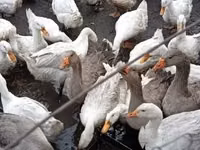 Ducks — फ़ोटो 1