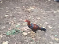 Chickens — फ़ोटो 1