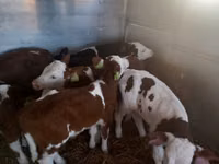 Toro, Simmental cattle — foto 1