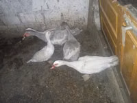 Ducks — Foto 3