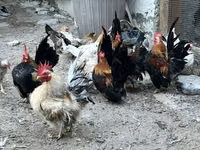 Chickens — photo 1