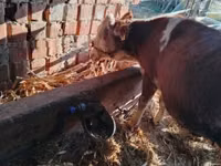 公牛, Simmental cattle — 照片 7