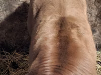 ثور, Simmental cattle — الصورة 4