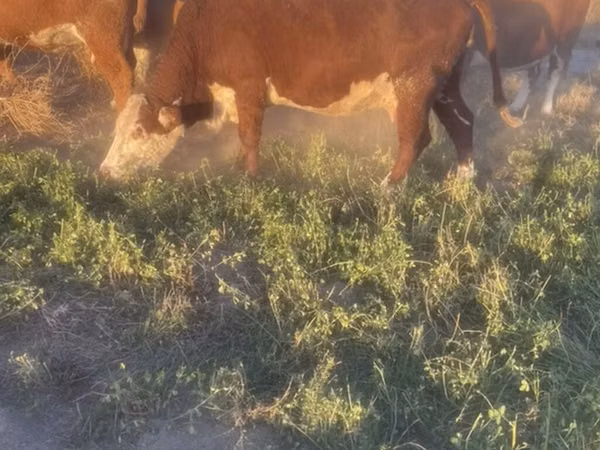 Vaca, Hereford