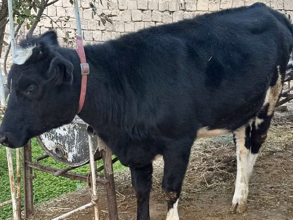 母牛, Cattle