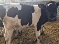 ثور, Russian Black pied cattle — الصورة 1