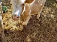 ثور, Simmental cattle — الصورة 8
