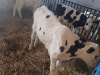 Bull, Russian Black pied cattle — photo 6