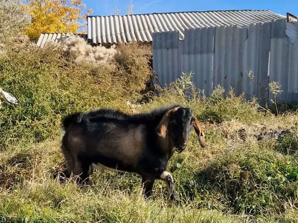 Billy Goat, Goats