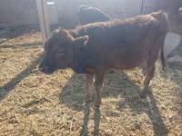 母牛, Cattle — 照片 3