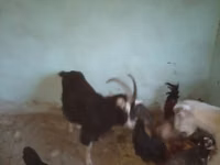 公山羊, Alpine goat — 照片 6