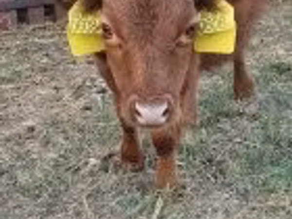 सांड, डेक्सटर