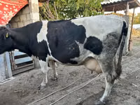 Kuh, Russian Black pied cattle — Foto 1