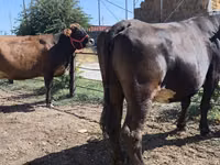 母牛, Russian Black pied cattle — 照片 1